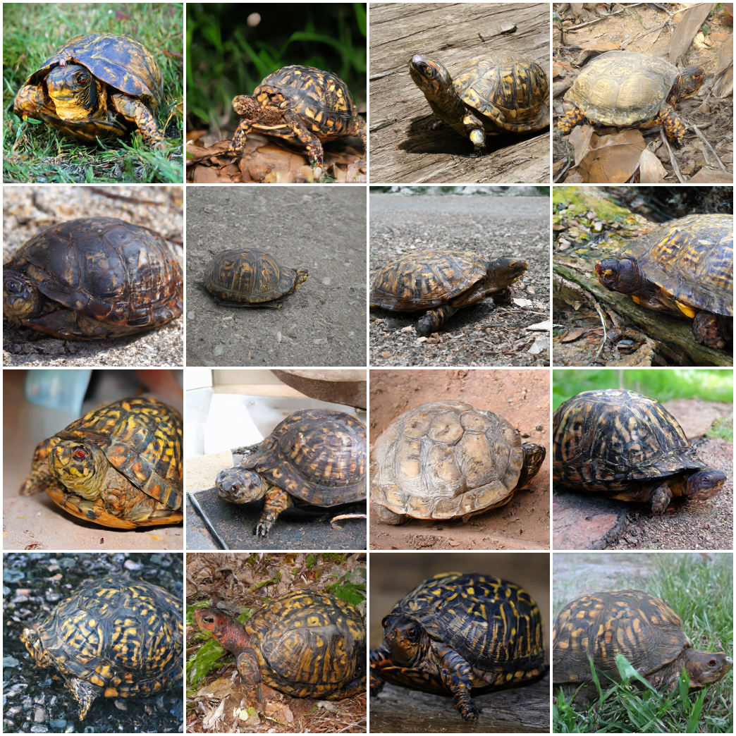 ImageNet sample: box turtle
