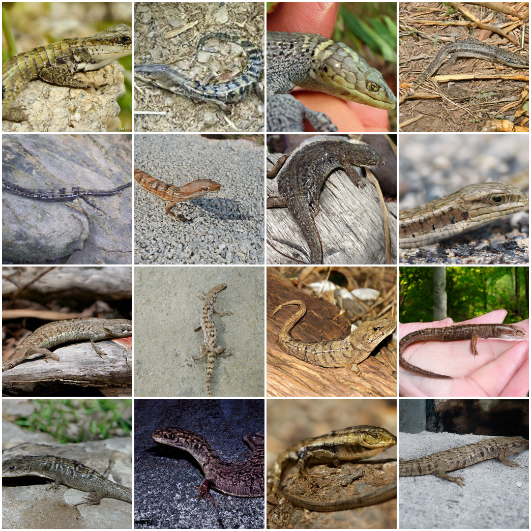 ImageNet sample: alligator lizard