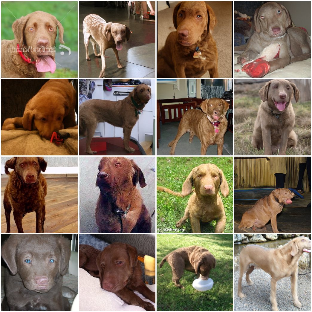 ImageNet sample: Chesapeake Bay retriever